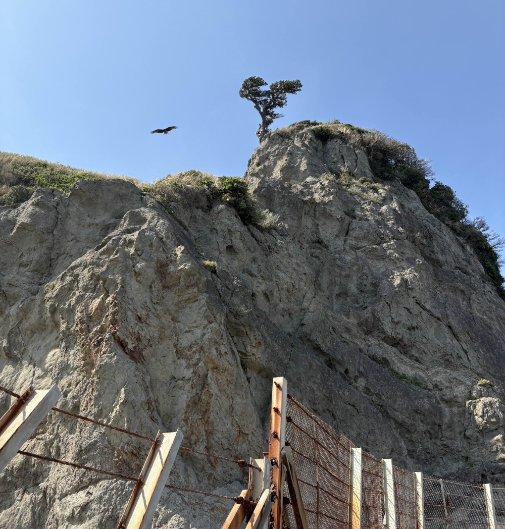 hawk and tree looking up from coast