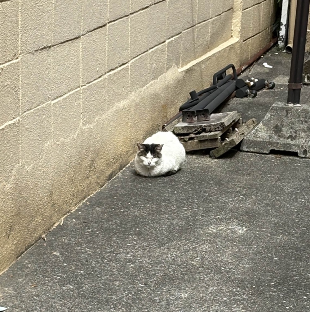 cat sleeping