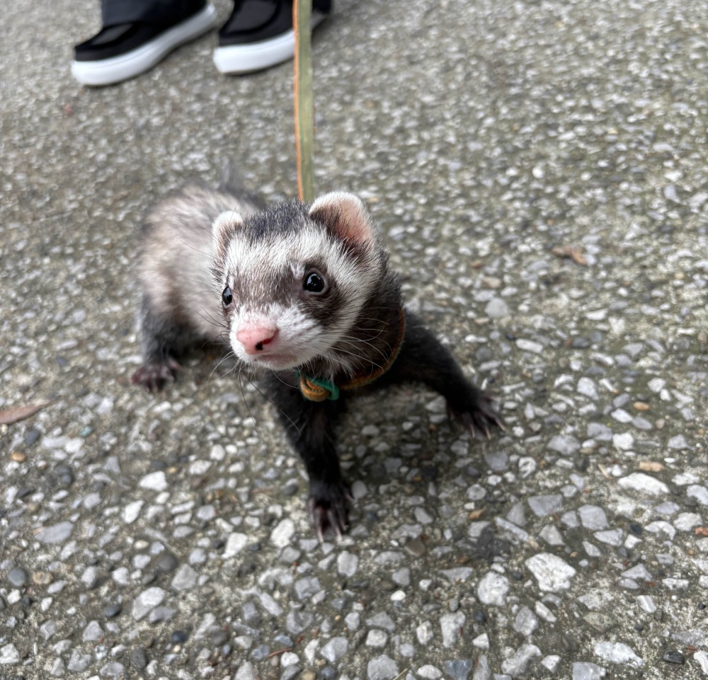 Ferret
