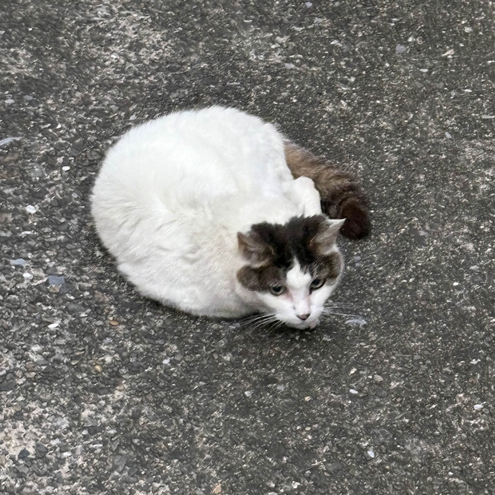 cat