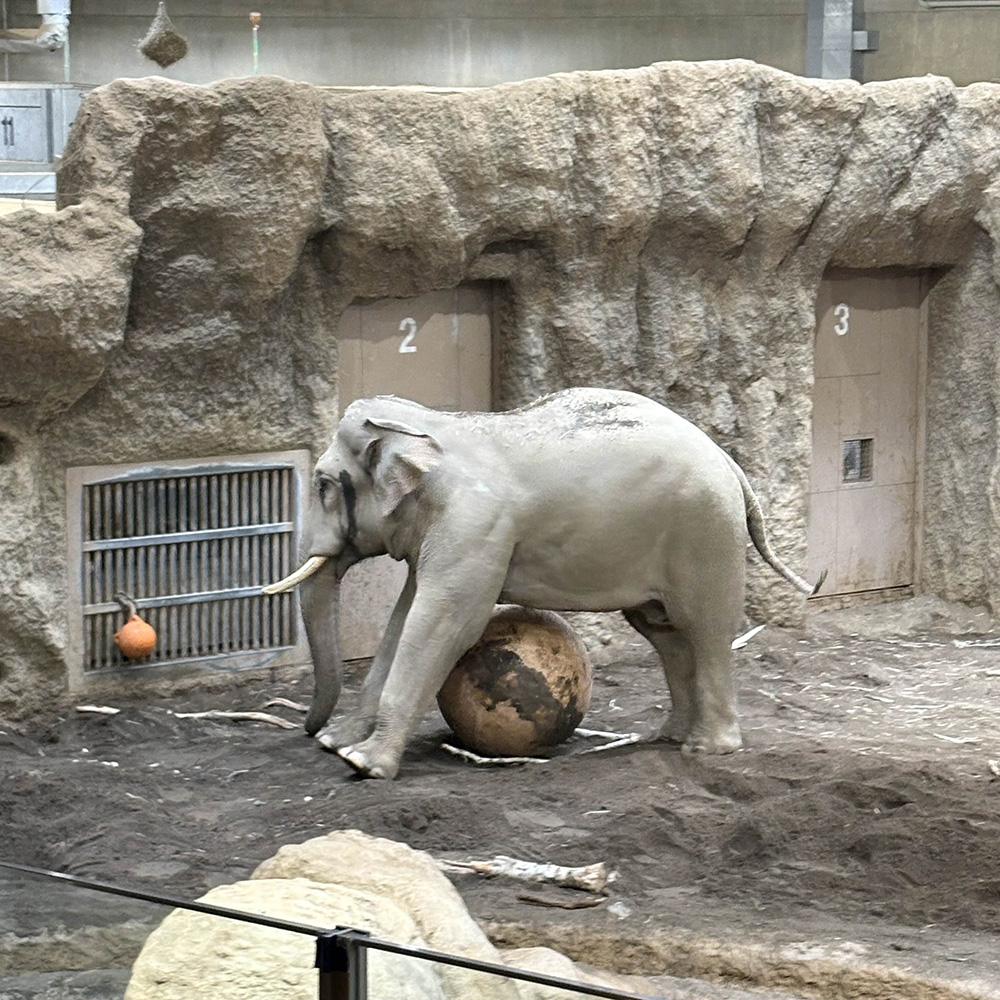 elephant doing yoga on ball