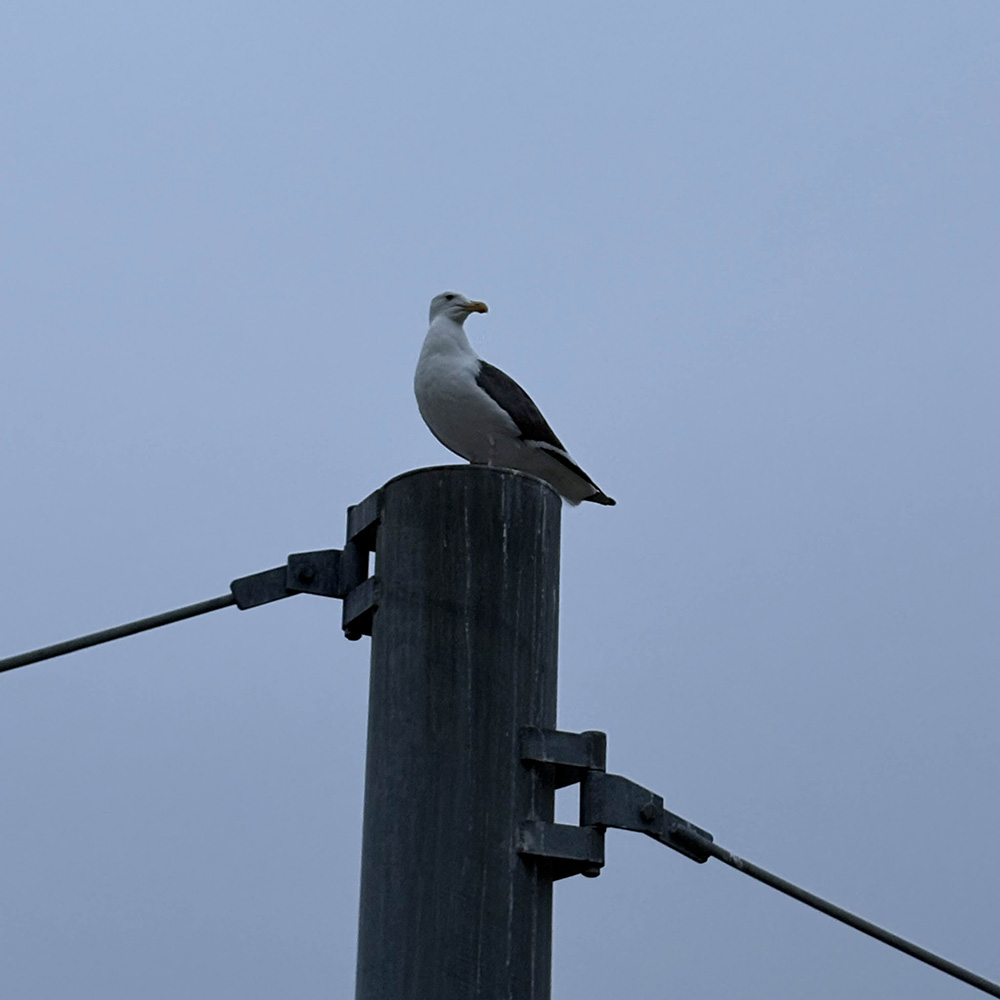 seagull