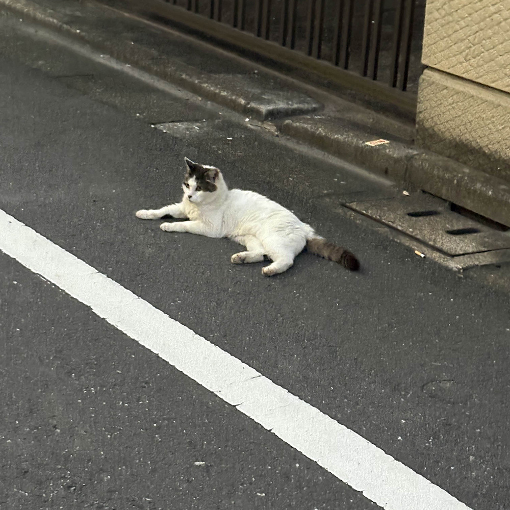 cat