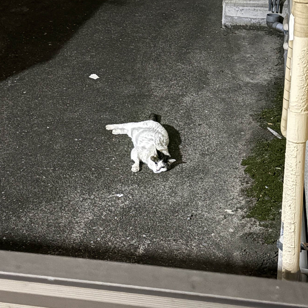 also cat