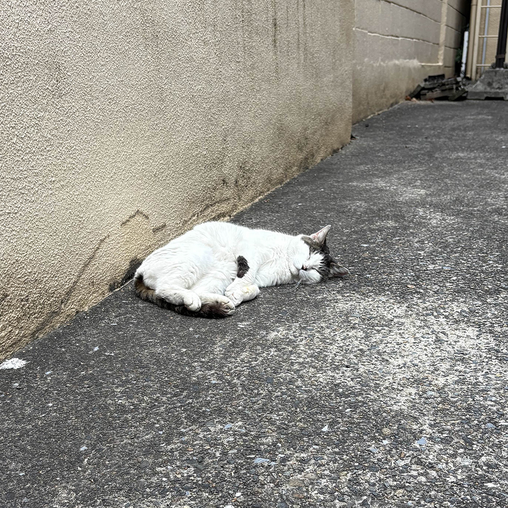 cat sleeping