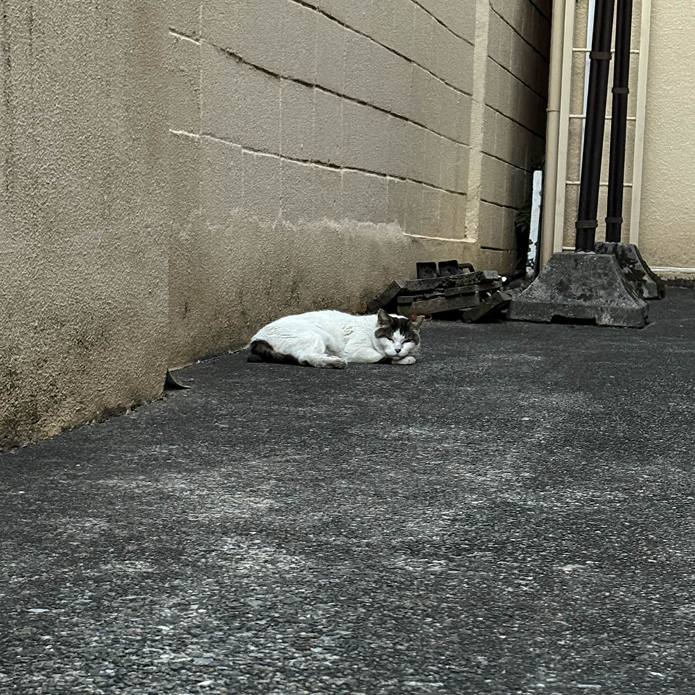 cat laying down