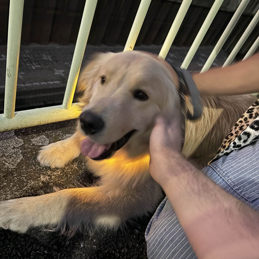 golden retreiever