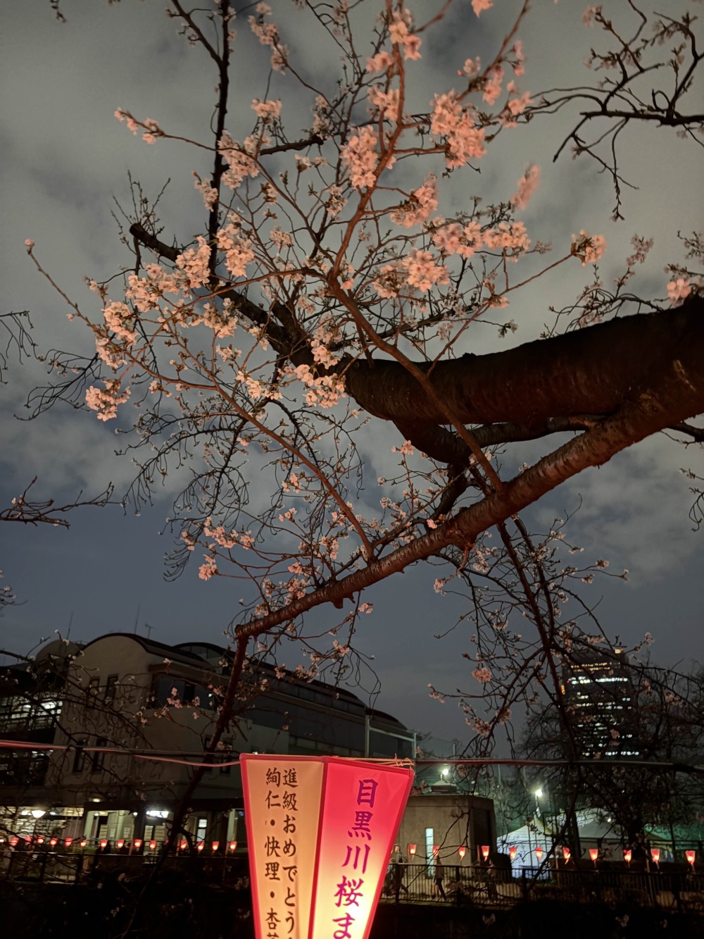 Cherry blossom in meguro at night