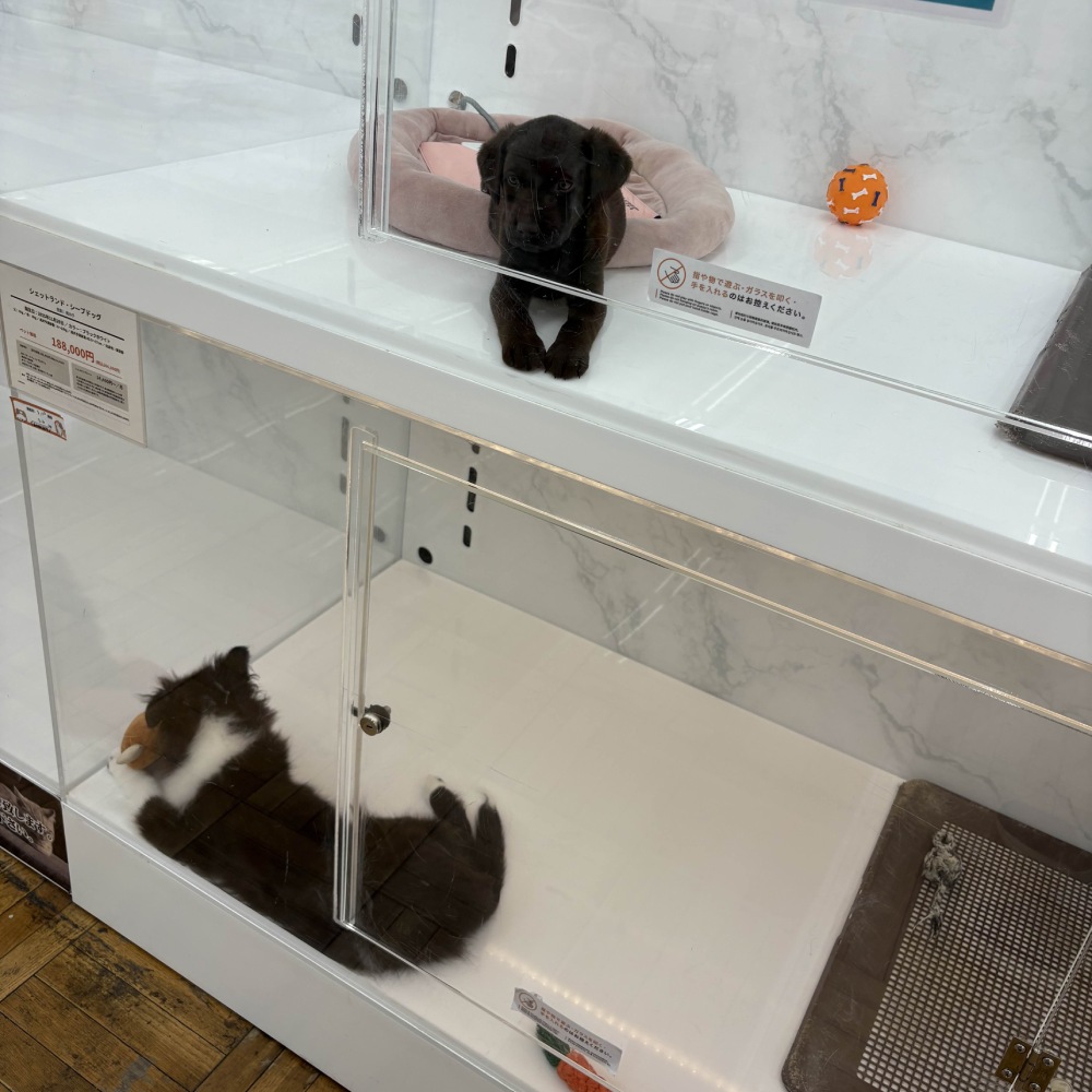 Puppies at a pet store