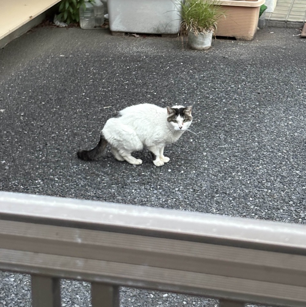 cat