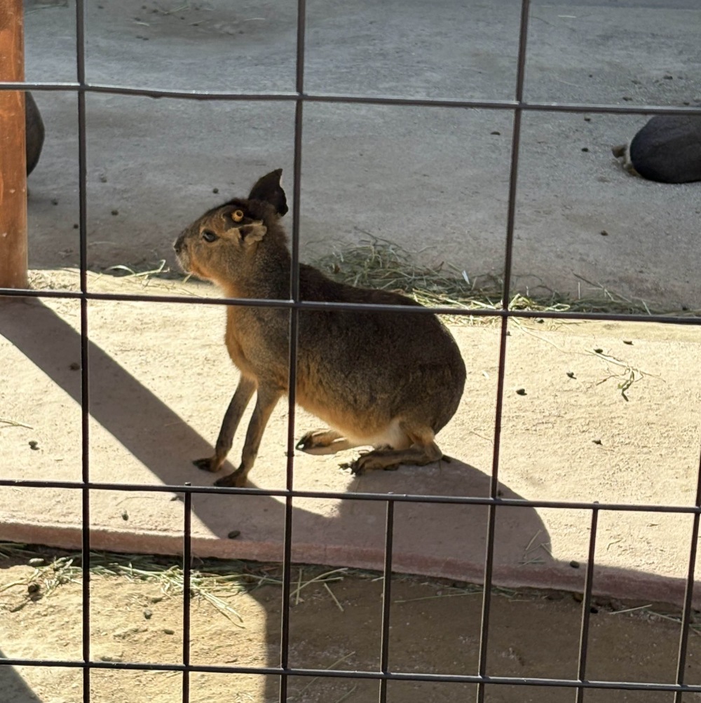 mara