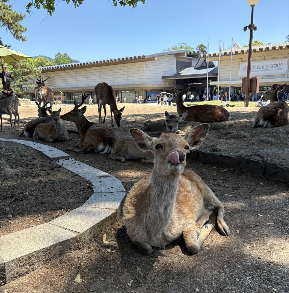 deer