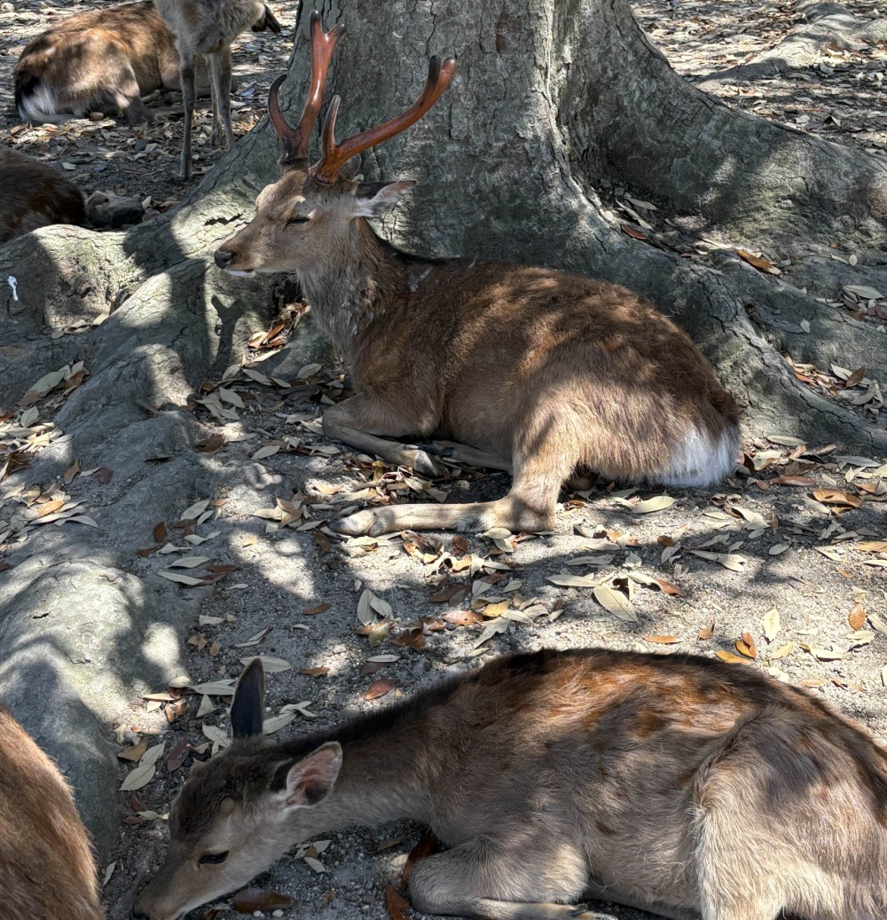 deer
