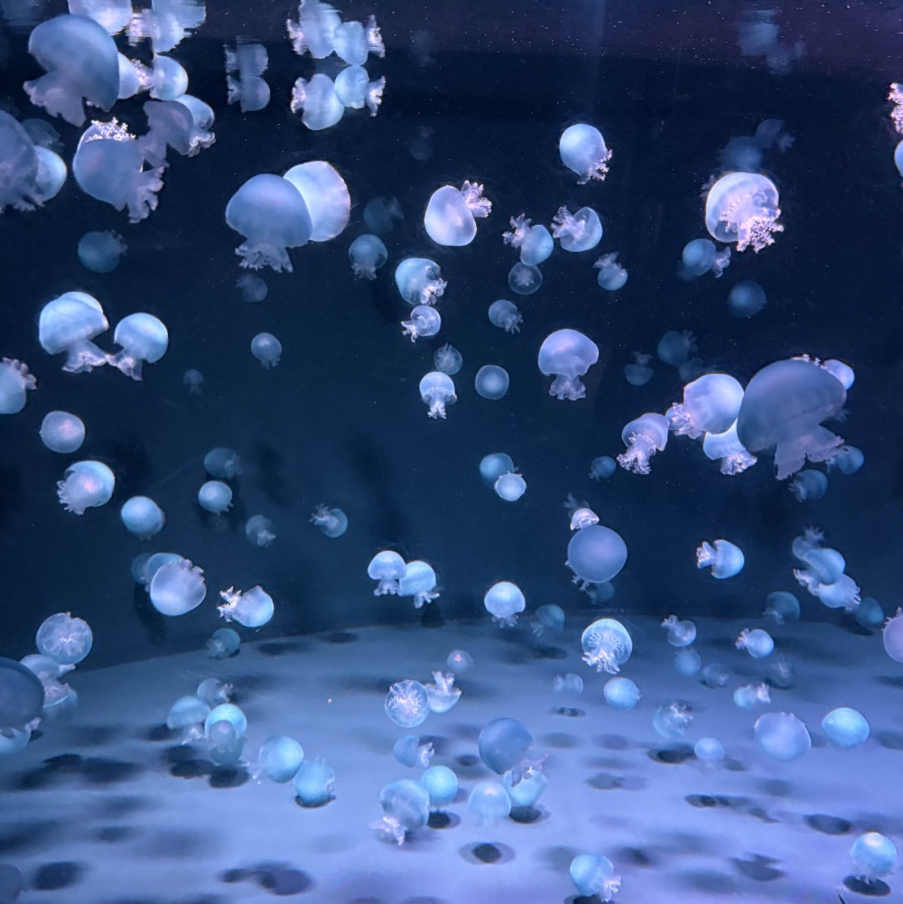 tiny jellyfish