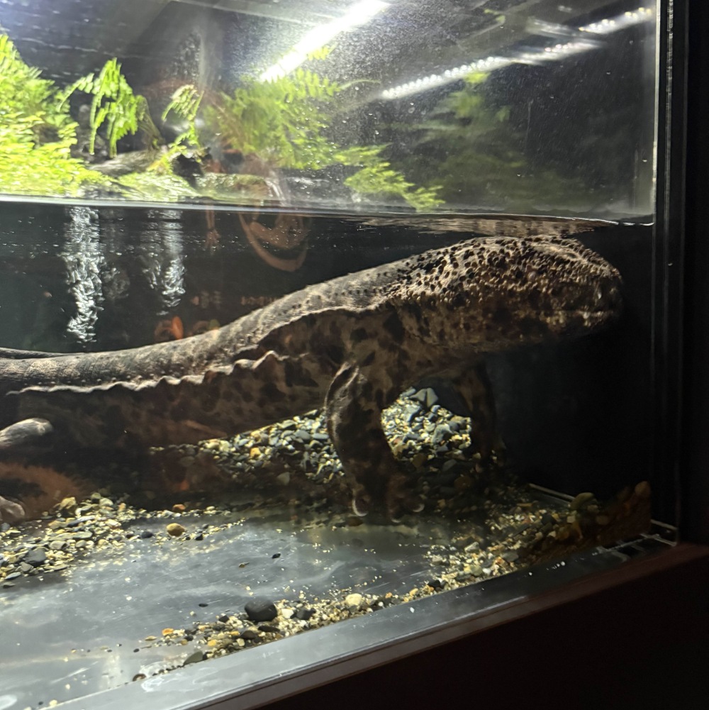 japanese giant salamander