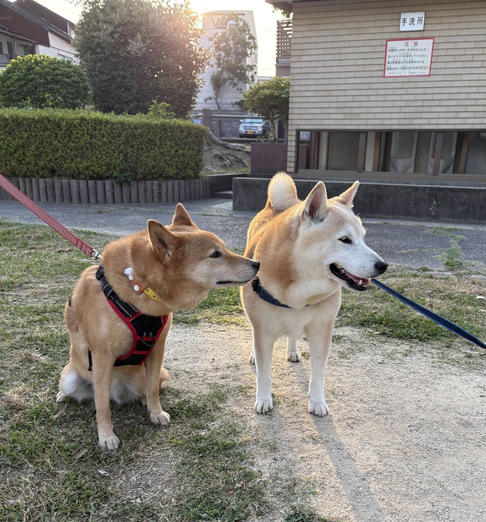 2 shibas