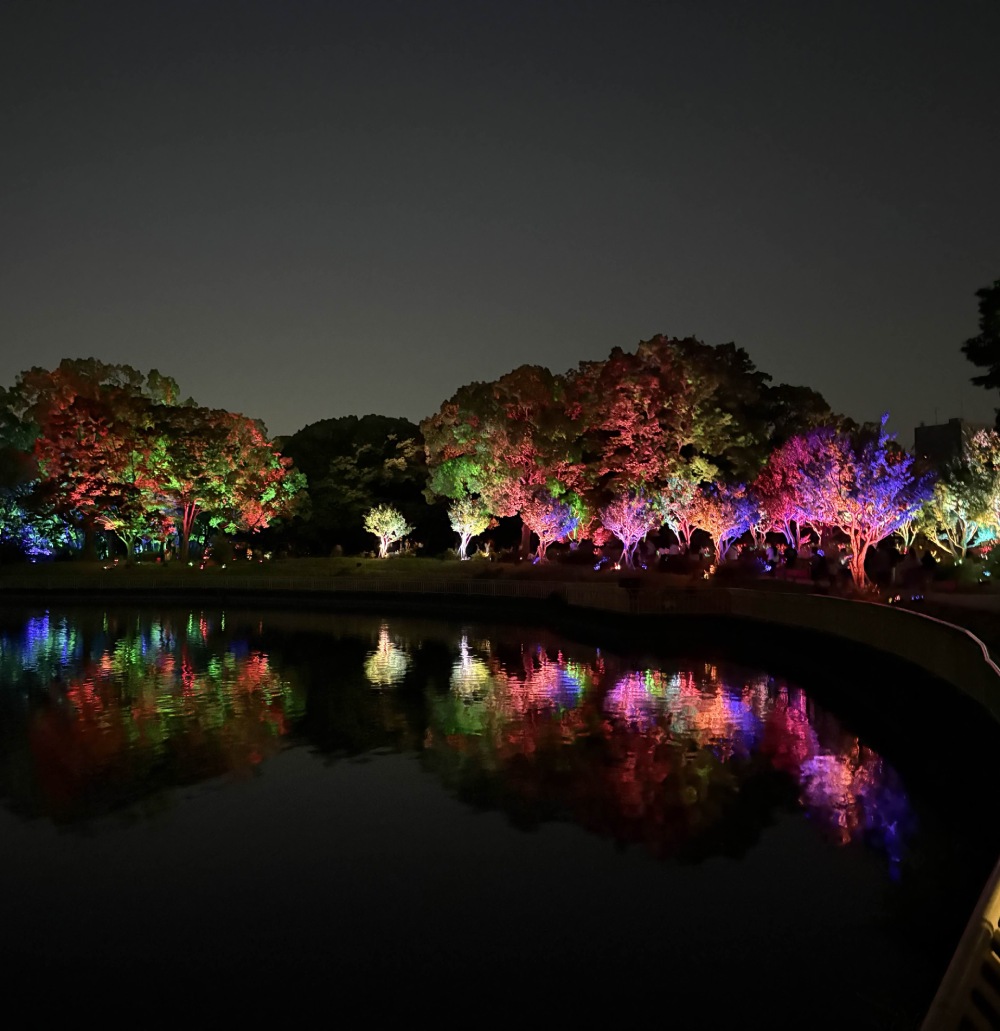 trees lit at night