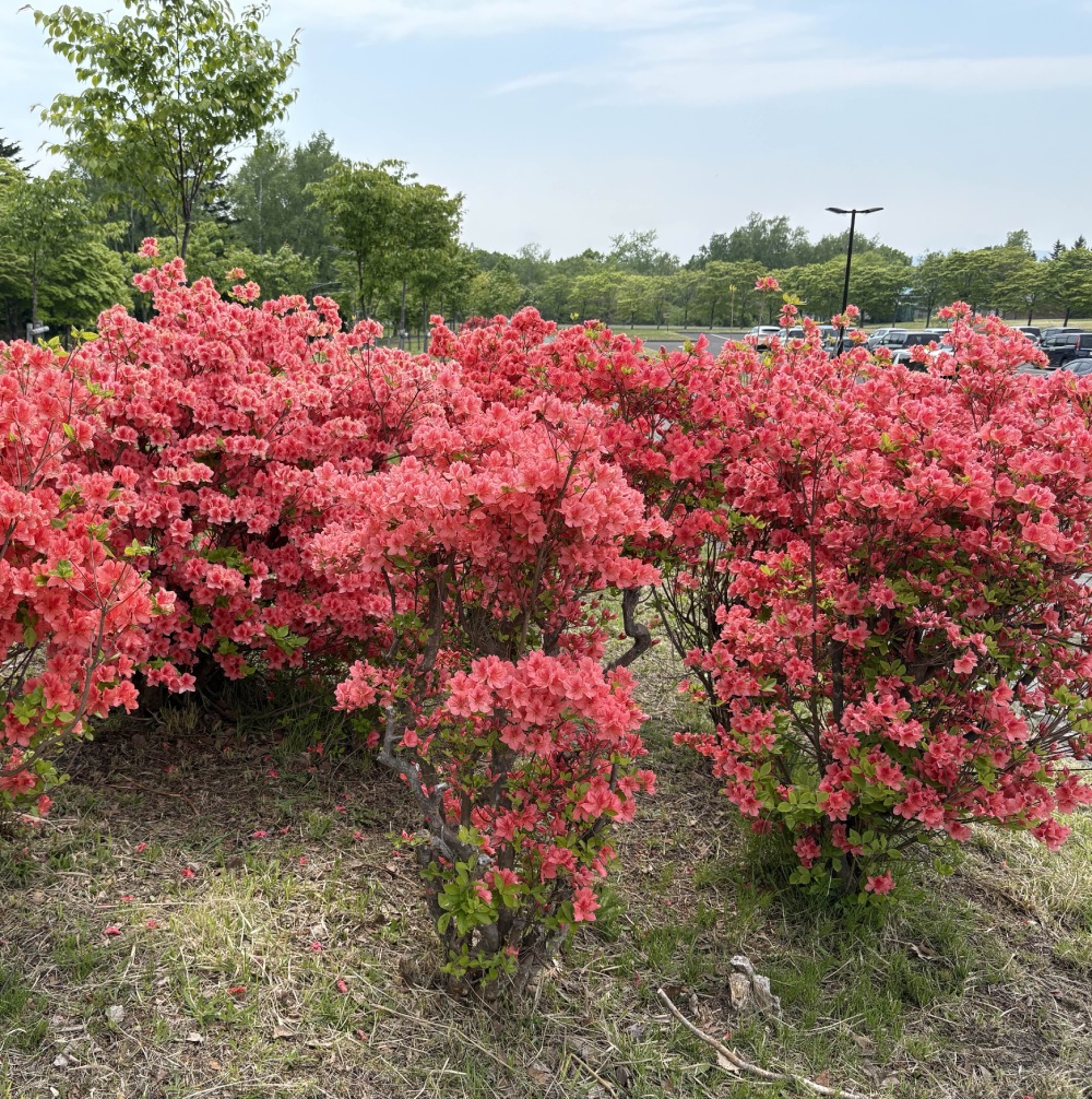 azalea flowers