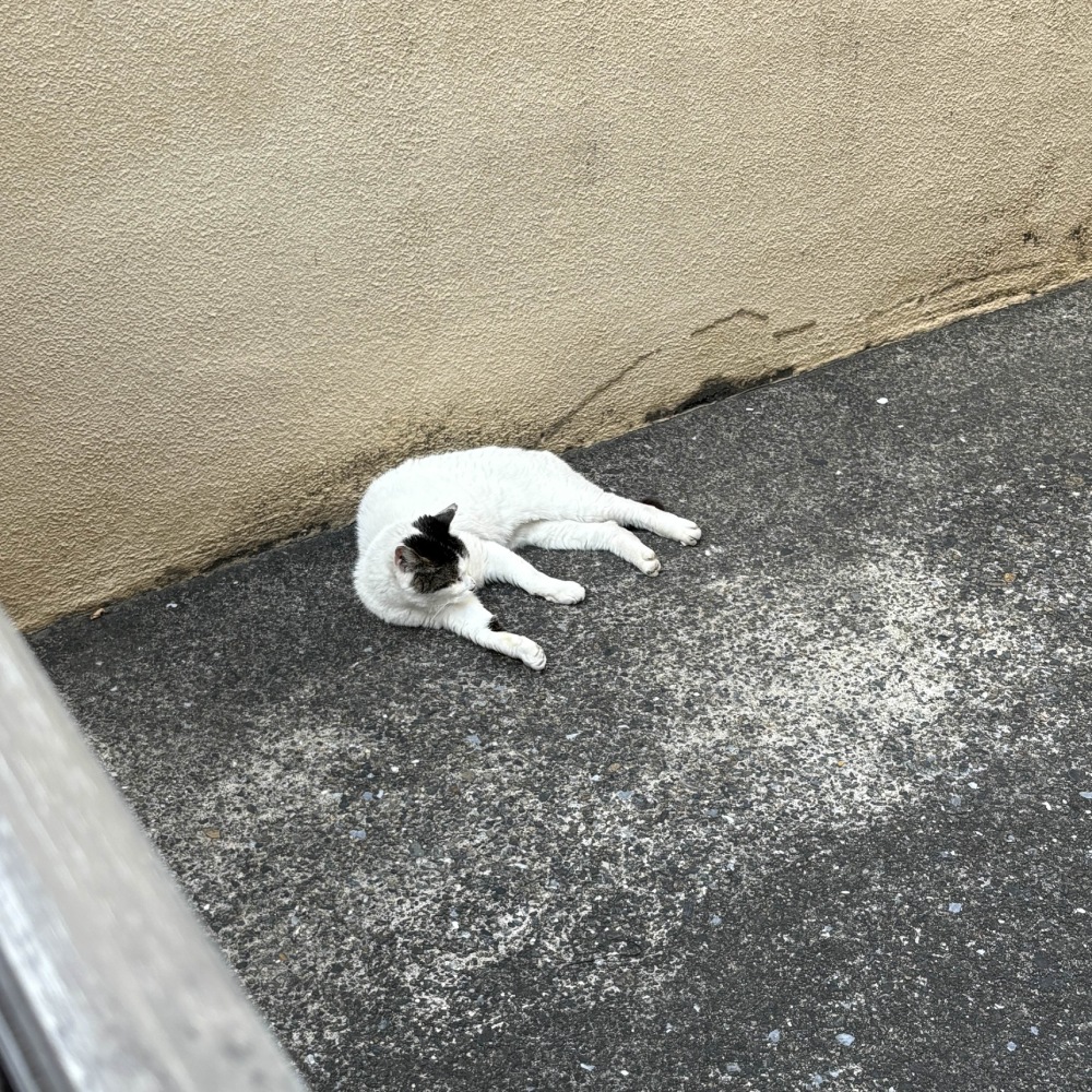 cat laying down