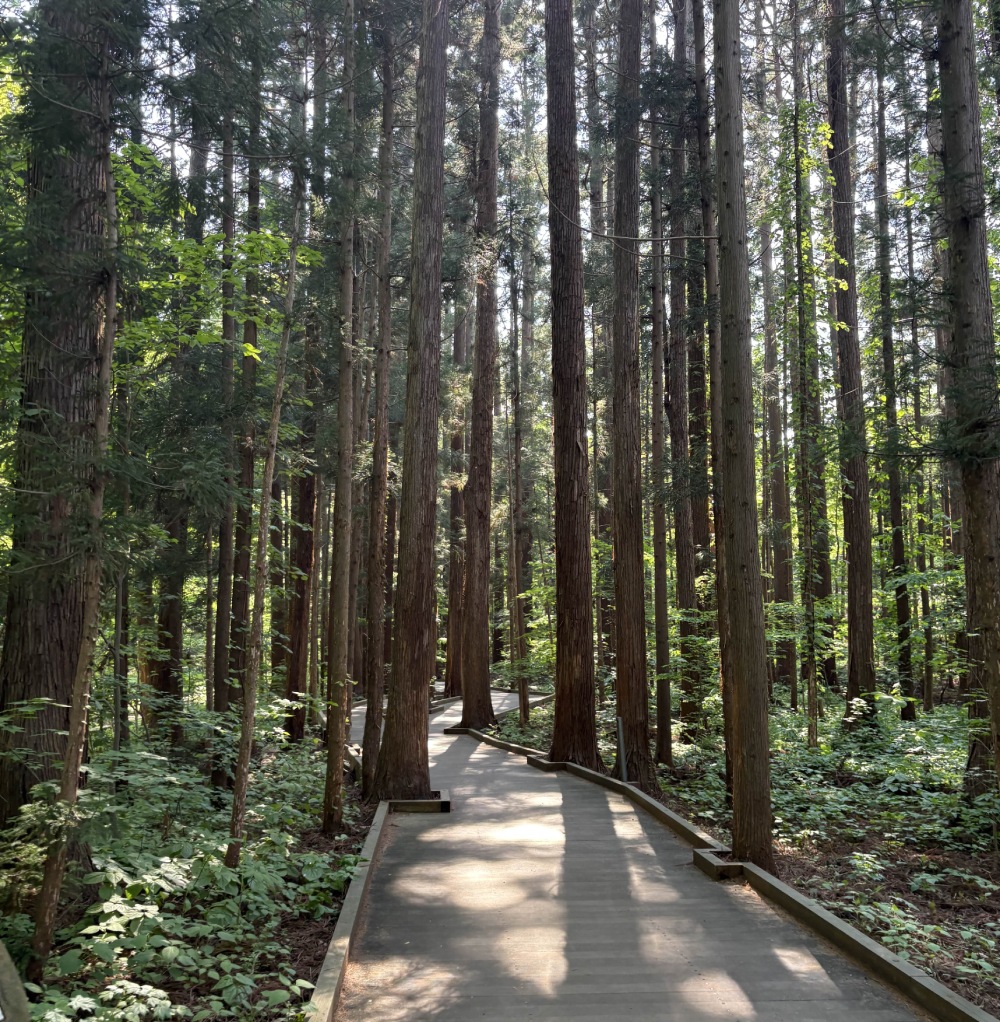 wooden path through the forest