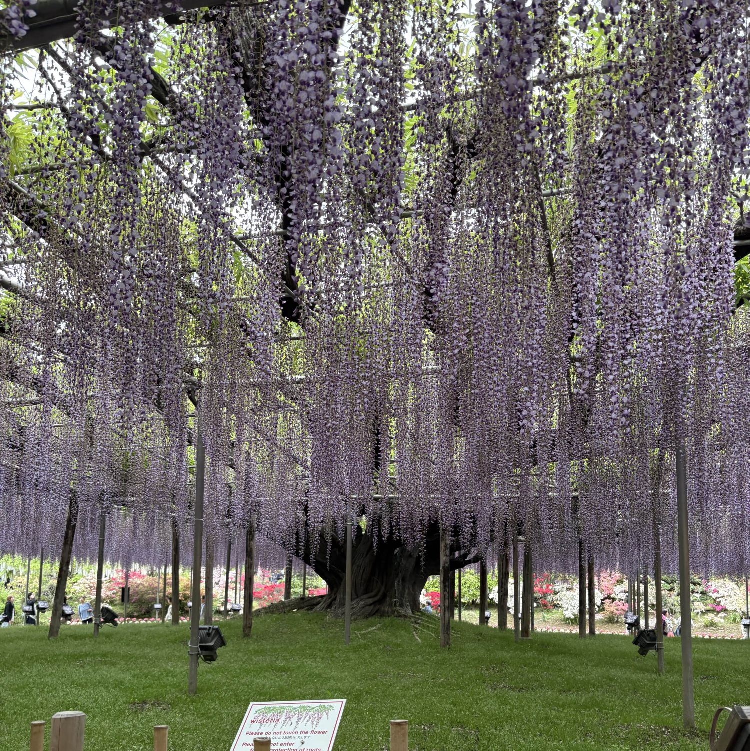 wisteria tree