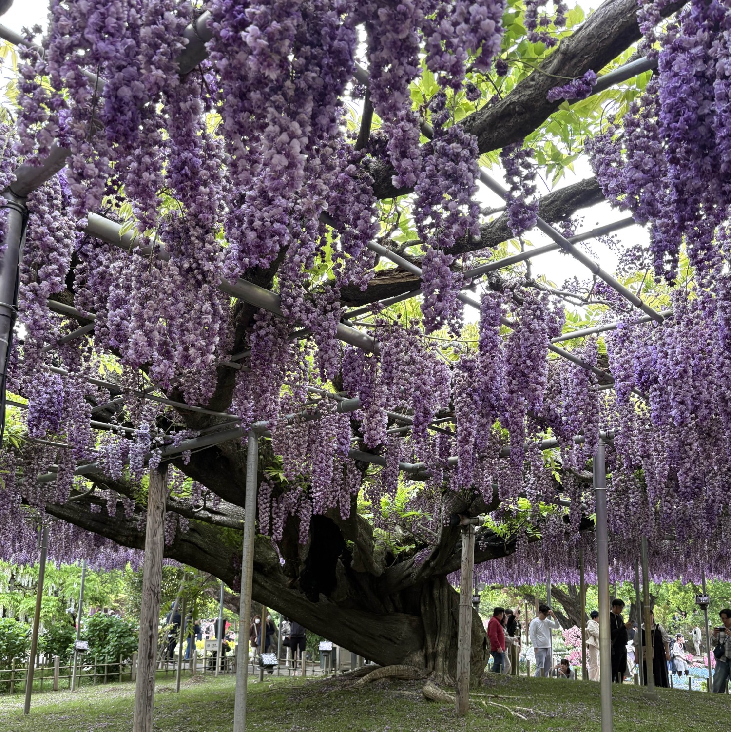 double flower wisteria tree