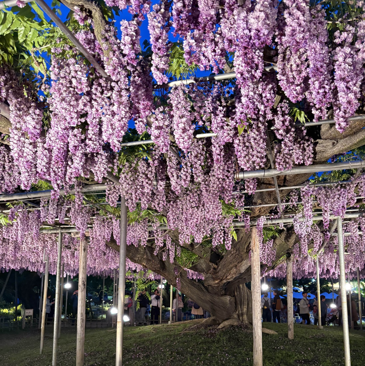 wisteria tree lit up at night