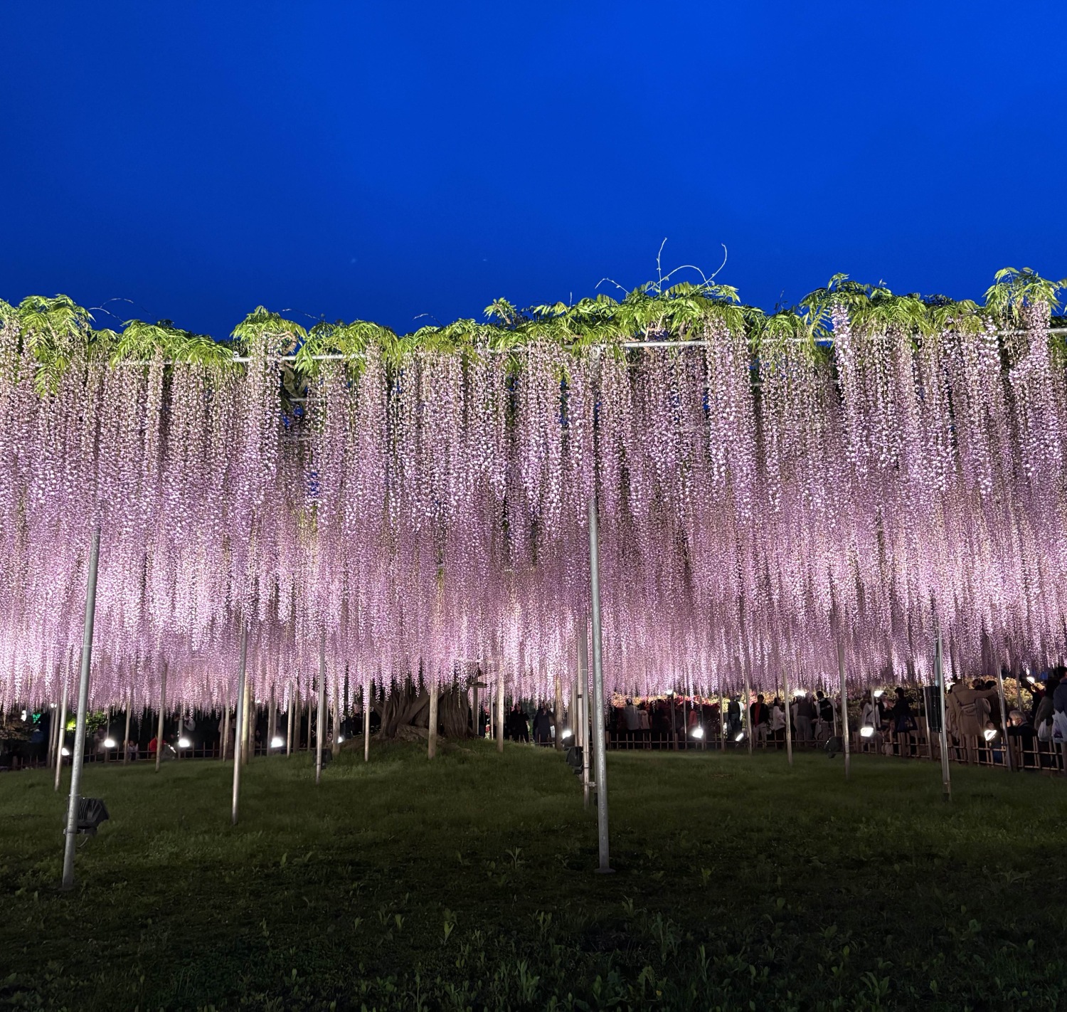 wisteria tree lit up at night