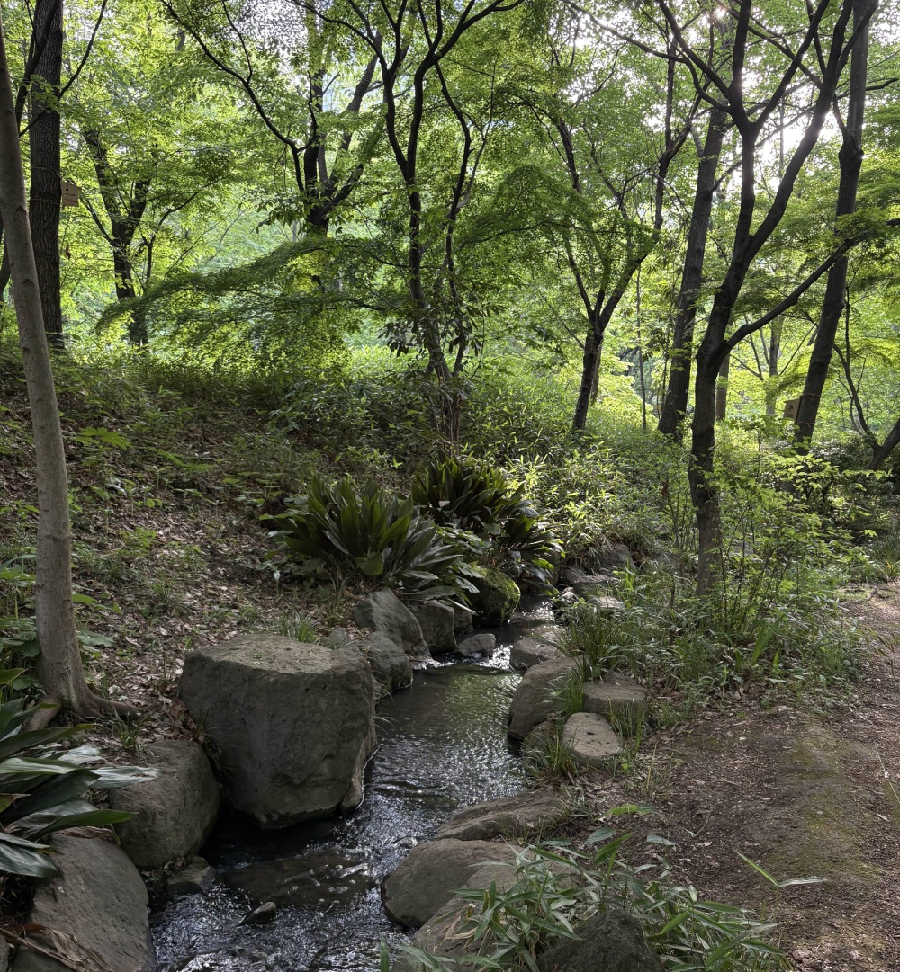 woods with stream